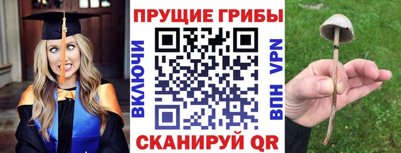 где продают наркотики  Топки  Псилоцибиновые грибы Psilocybe 